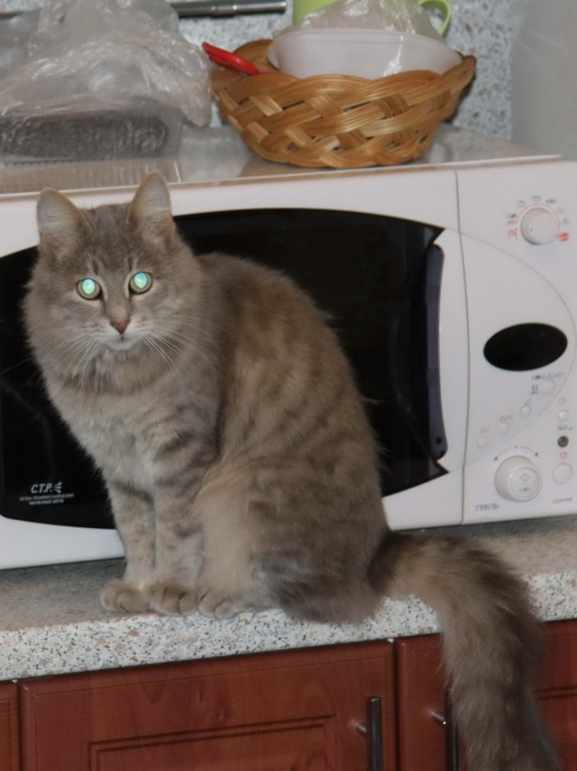 Котовторник 18.06.2019