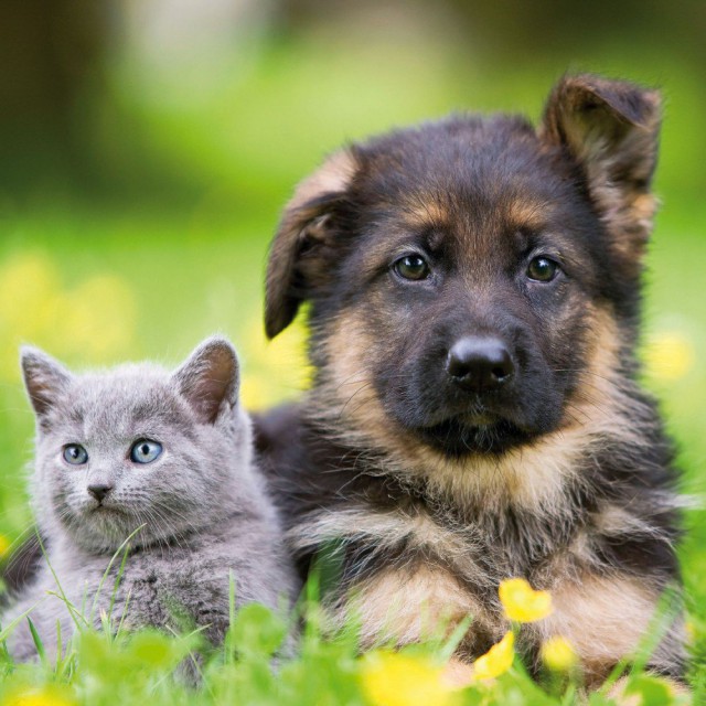 Уже не котовторник, но еще и не собакочетверг