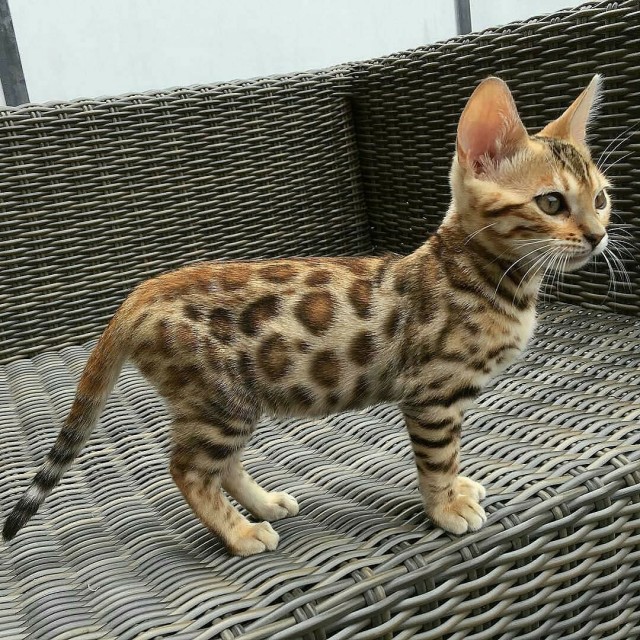 Забавные фото котеек