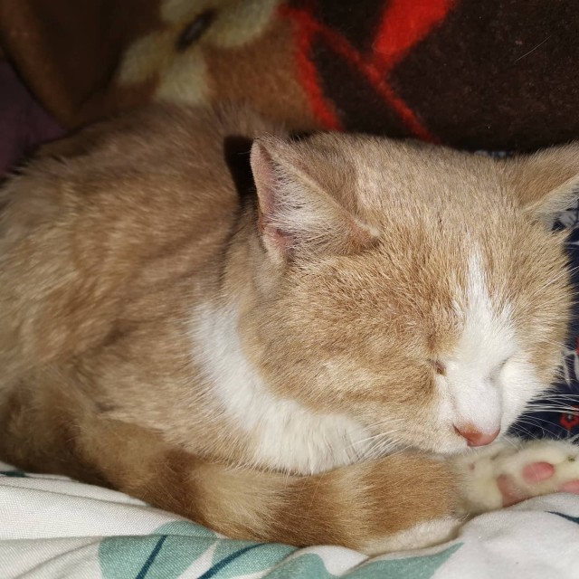 Новогодний подарок