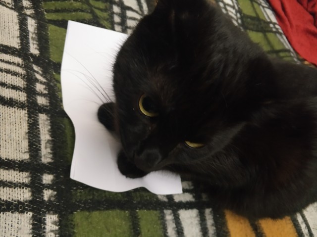 Кот и точка