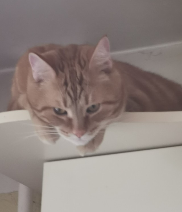 Котовторник же очередной