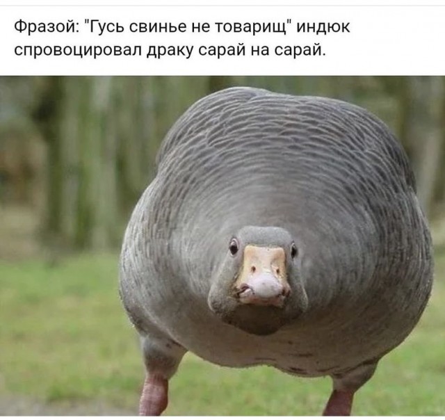 Весёлый полтишок 16.07