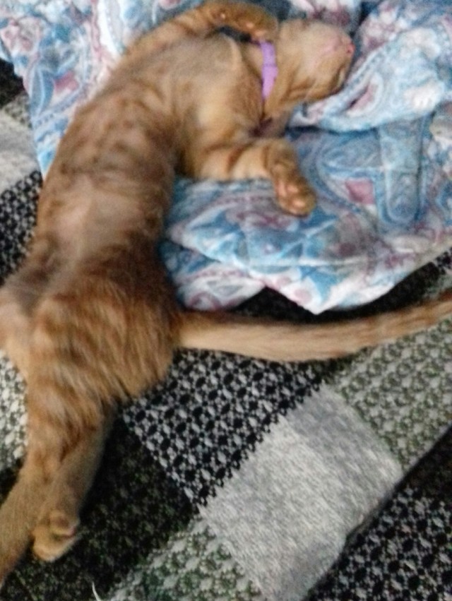 Кошка Варя