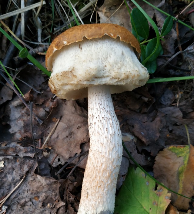 На море за грибами