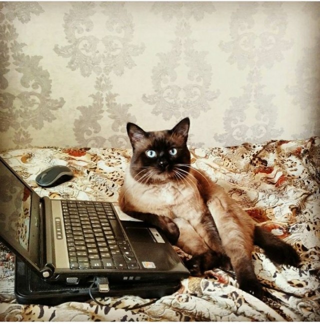 Моя новая коша.