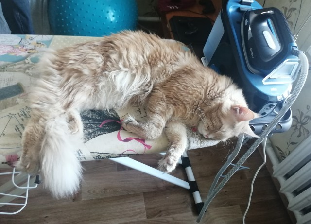 Котовторник 25.01.22