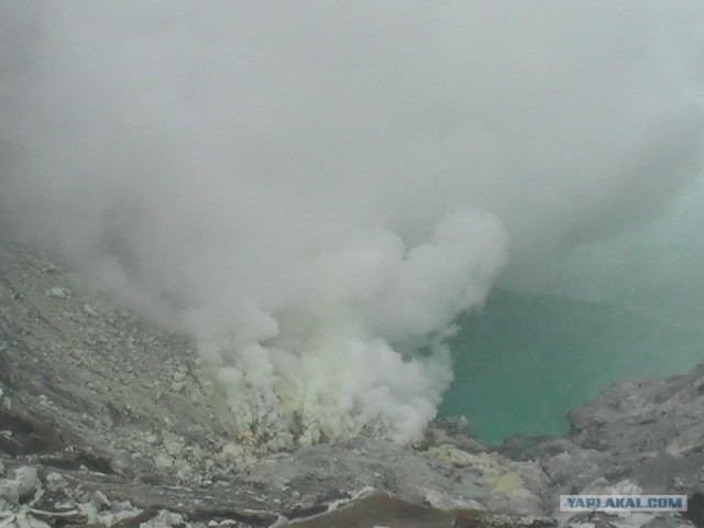 Они живут только 40 лет