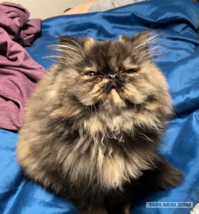 Котовторник 1.11.22