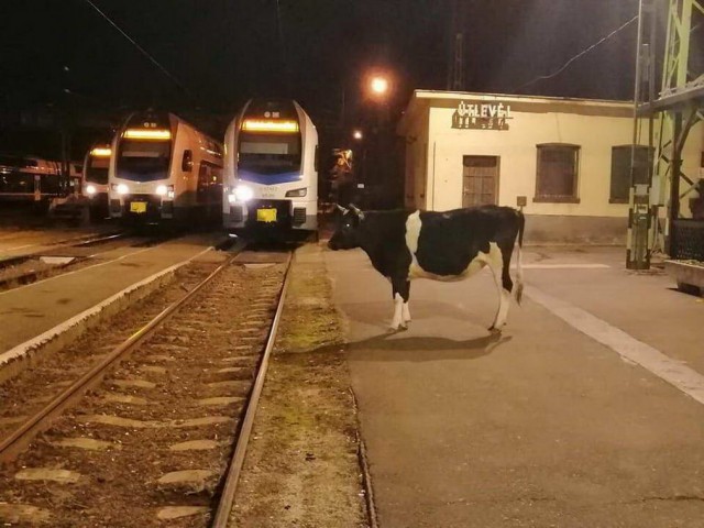 Просто фотографии
