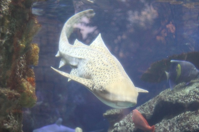 Деревенская Америка