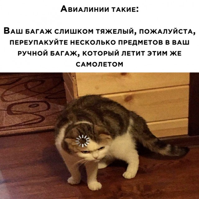 Весёлый полтишок 17.01.23