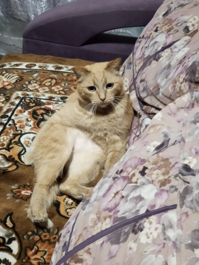 Котовторник. Моему мультяшке 1 год