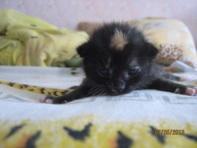 Котовторник  07.05.2013