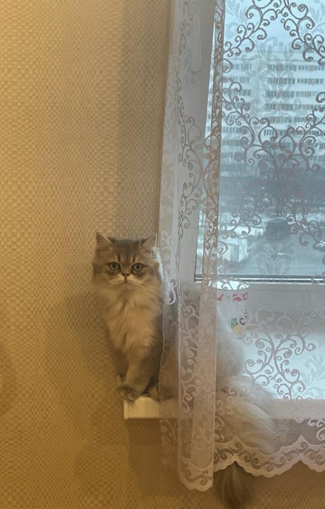 А у нас лапки