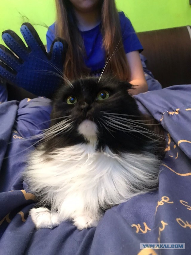 Котовторник
