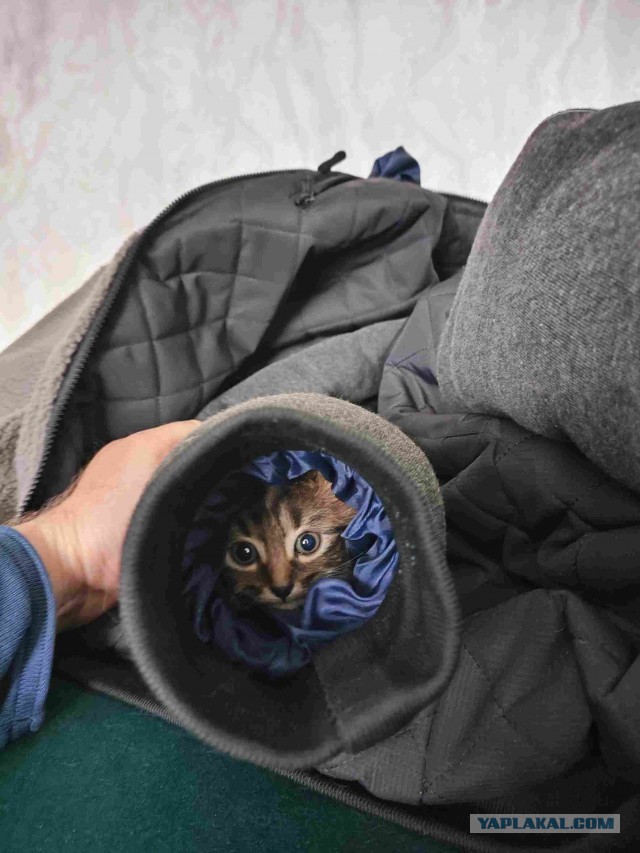 Подкидыш к котовторнику