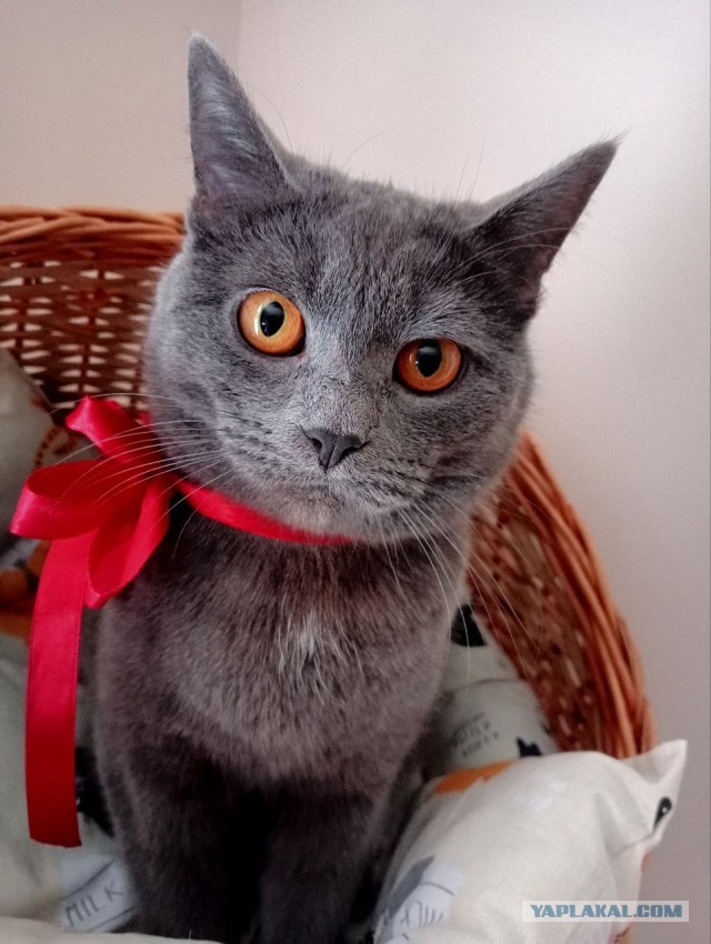 Как зовут вашего кота?