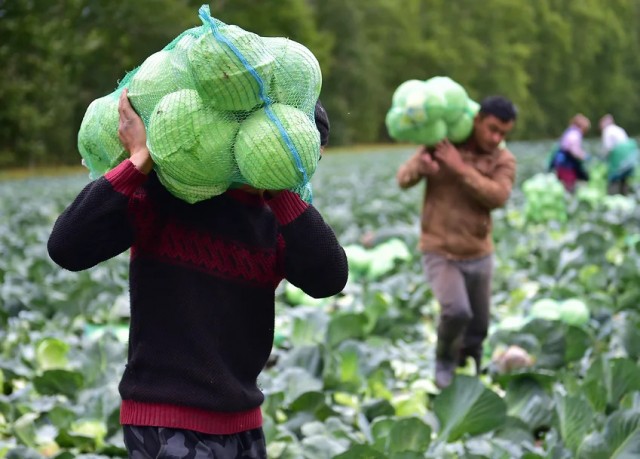 Астраханские власти заявили об угрозе урожаю: не хватает мигрантов