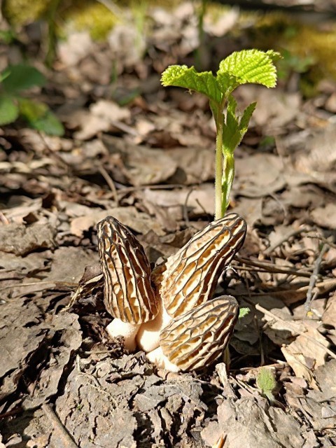 Открытие грибного сезона 2025г⁠⁠.