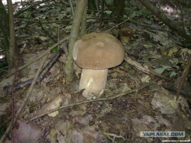 Поход за грибами,