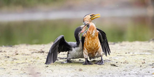 27 лучших фото финалистов и победителей конкурса Australian Geographic Nature Photographer 2025