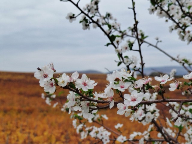 Юкки, Вам, в ленту)
