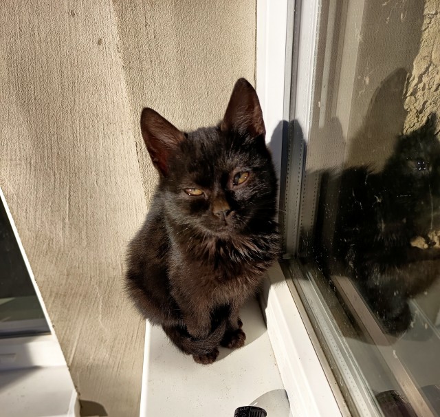 Котовторник же!