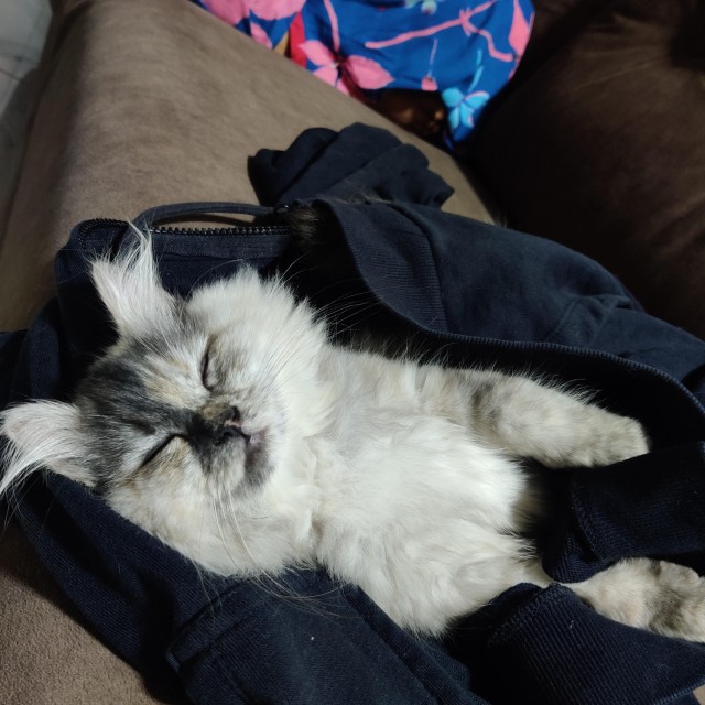 Рандомных фото котов тред