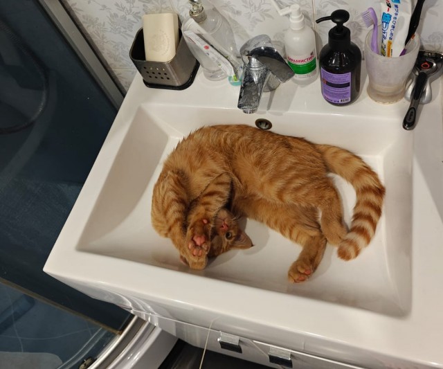 Добрый мужик приютил двух котят⁠. Ну как приютил, у него выбора не было просто