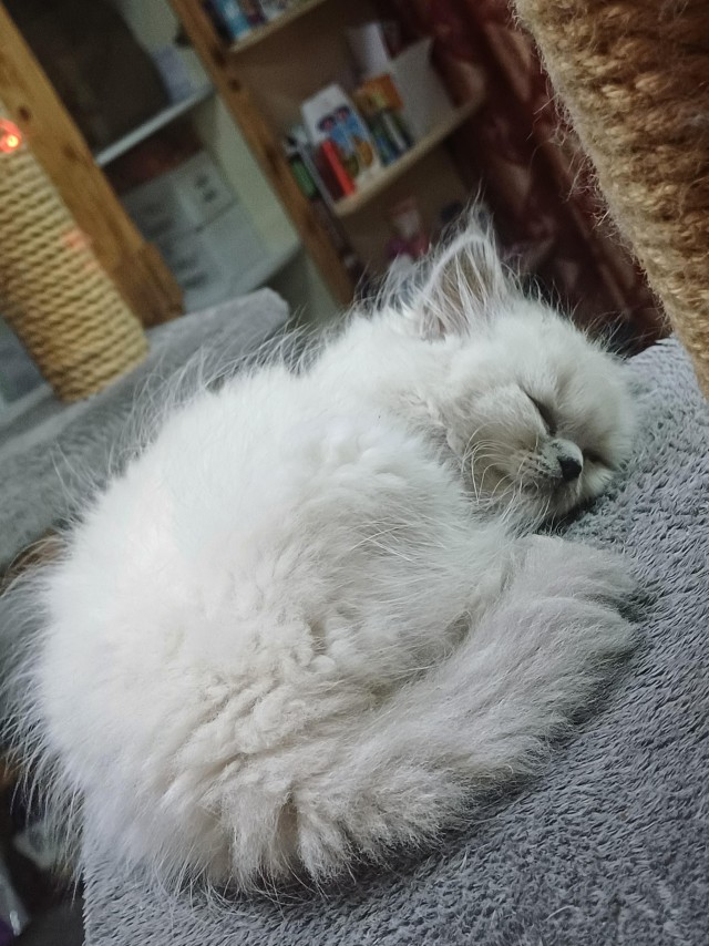 Уличные кошки в Албании