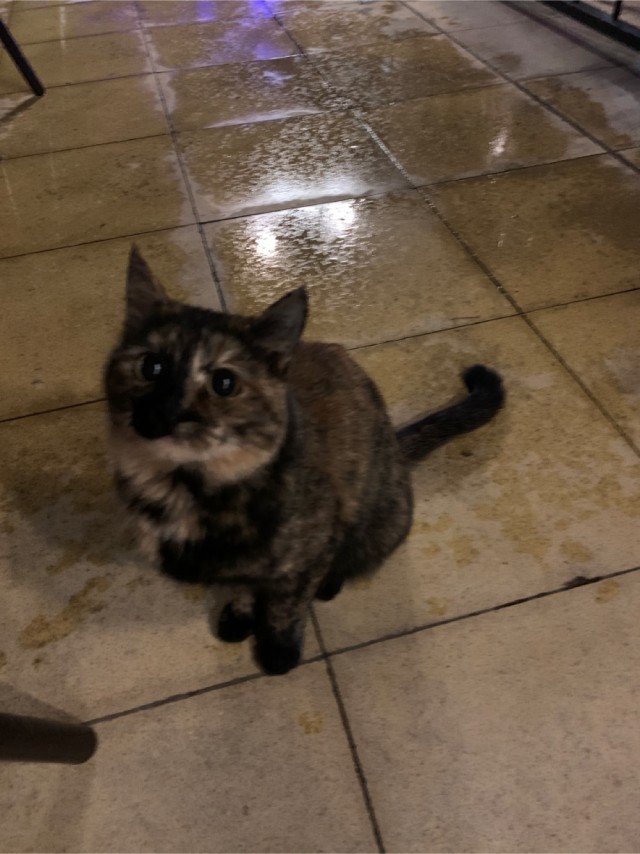 Просто одно котэ