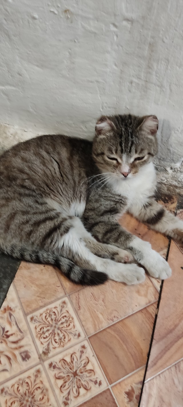 Пора и мне в котовторник