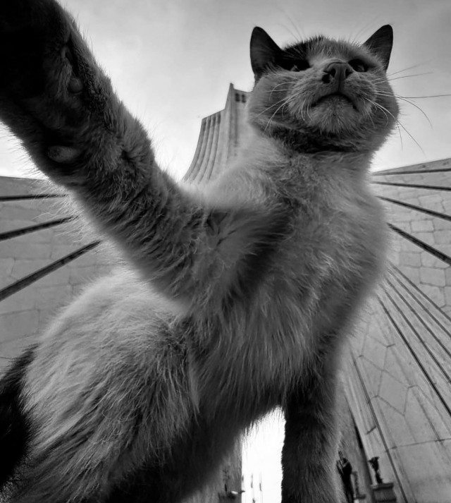Уличные кошки Ирана