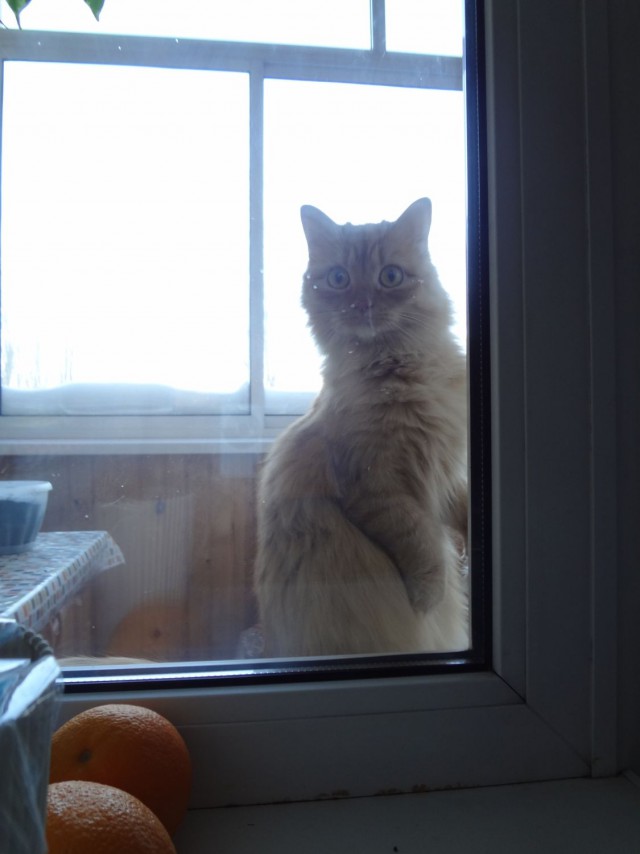 Котовторник  08.04.2014