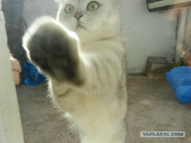 Котейка