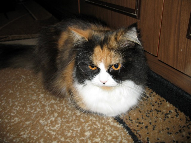 Котовторник 05.08.2014