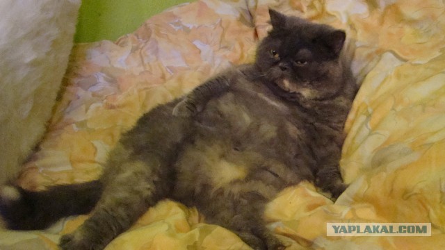 Просто фото