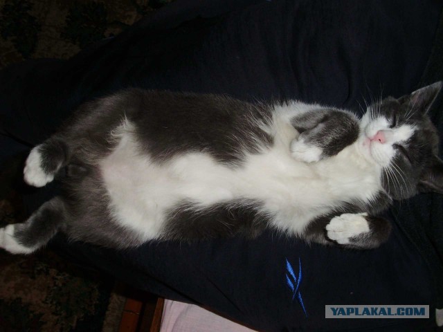 Котовторник 7.10.2014
