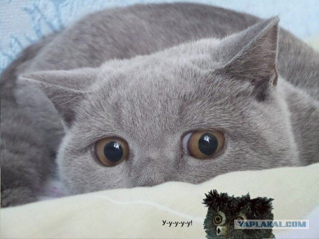 28 "котопирожков"