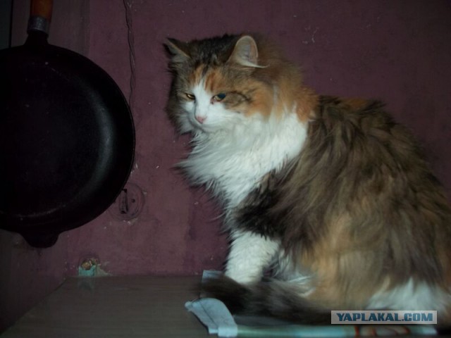 Жизнь домашнего приюта для котеек 44