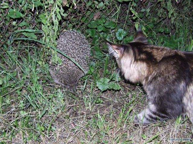 Золотая осень