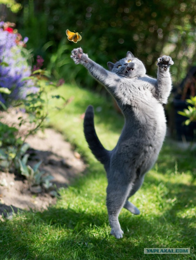 17 фотографий котов