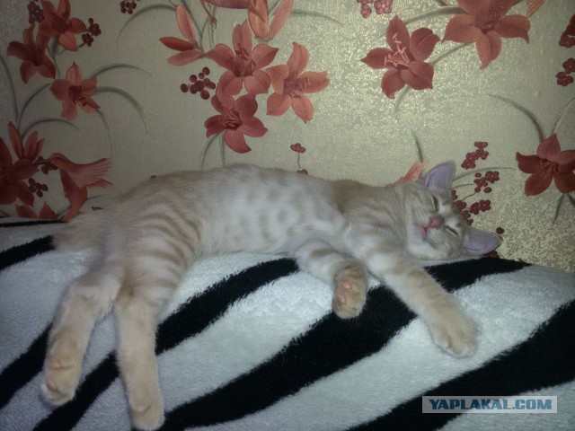 Котооо-о-о-вторник