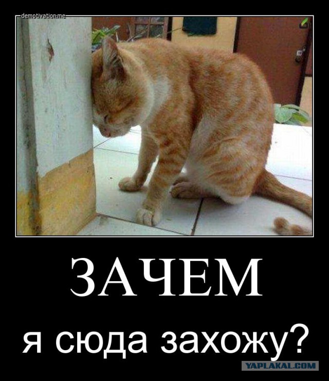 Котовторник 26.07 2016