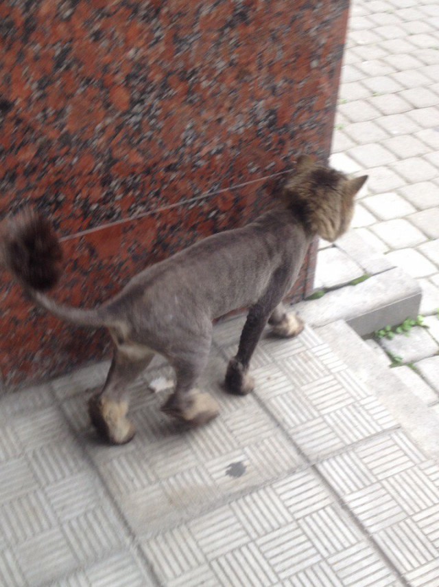 Котовторник 09.08.2016