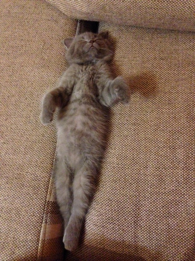 Коты из сети