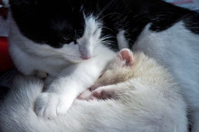 Коты и Кошки