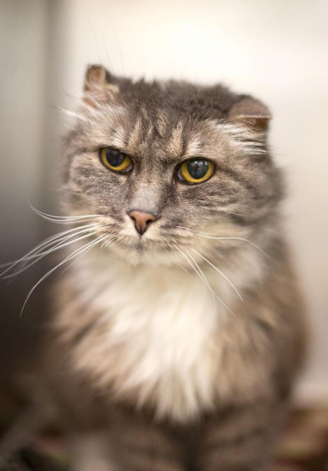 Коты и Кошки