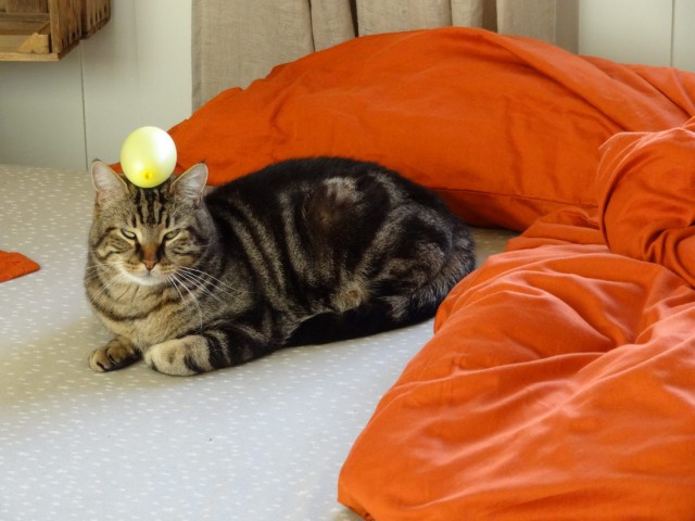 Коты и Кошки